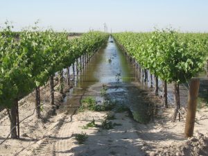 flooded-vineyards_terranova