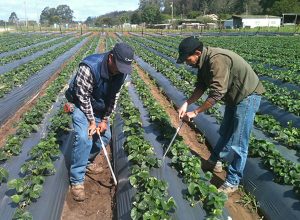 Farmers in the Salinas Valley measure soil moisture. Photo: Lisa Lurie.