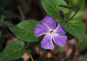 Periwinkle is a fast-growing plant that crowds out other vegetation and degrades wildlife habitat.