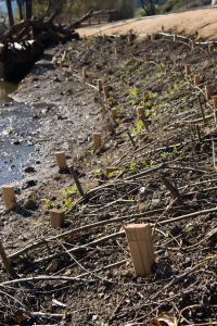 green-gulch-restoration