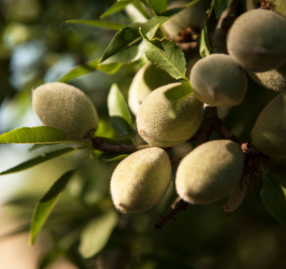 Almond tree closeup