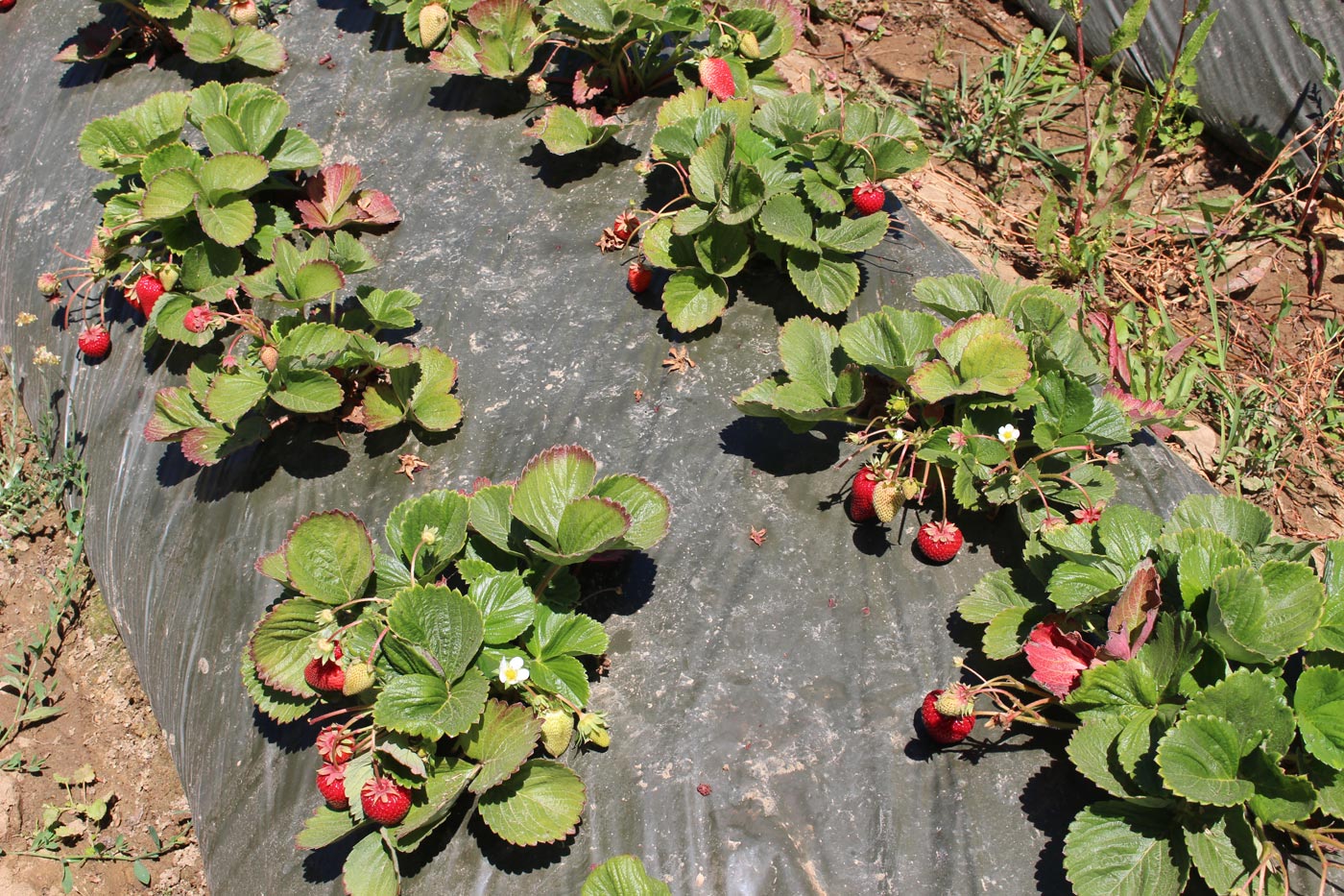strawberry plants in field.jpg