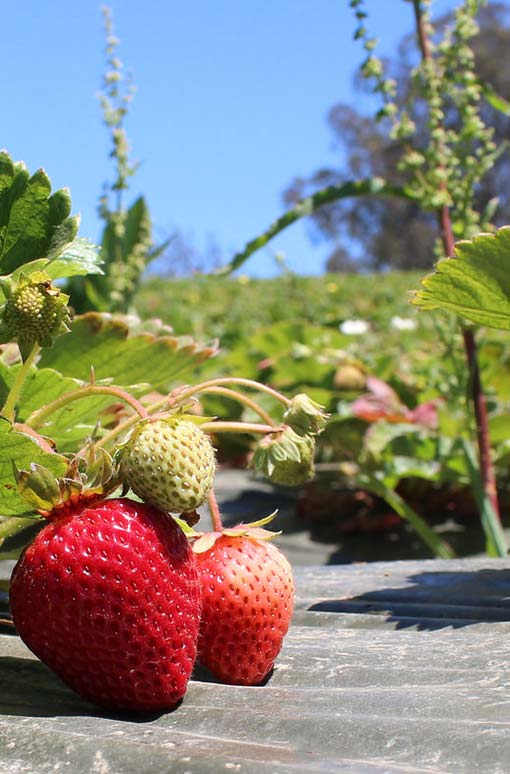 strawberry field closeup