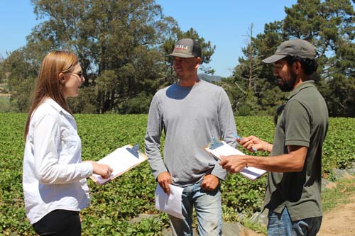 Central Coast strawberry growers