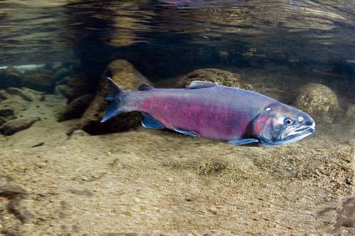 adult Coho salmon
