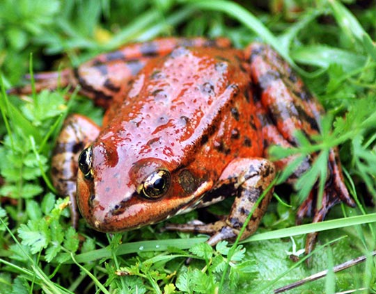 California red legged frog