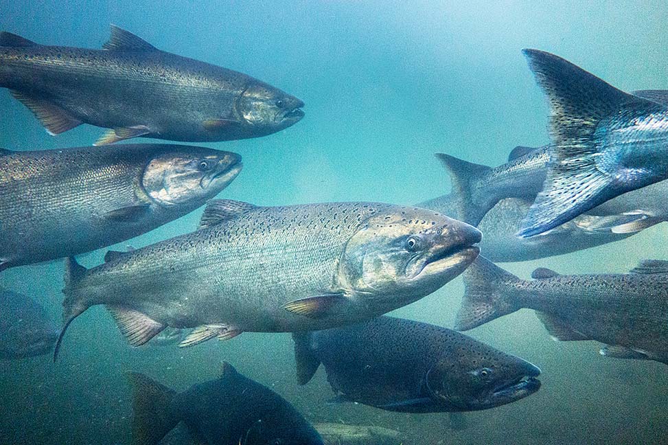 Chinook salmon