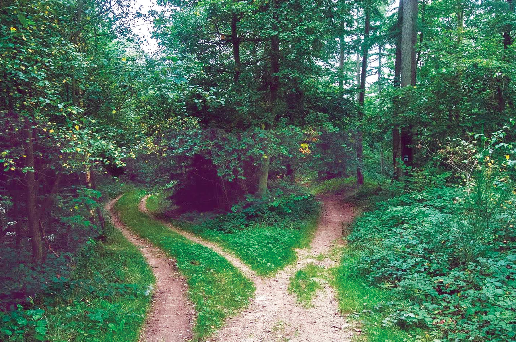 Fork in the Road