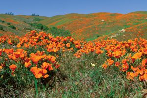 Field of California poppies
