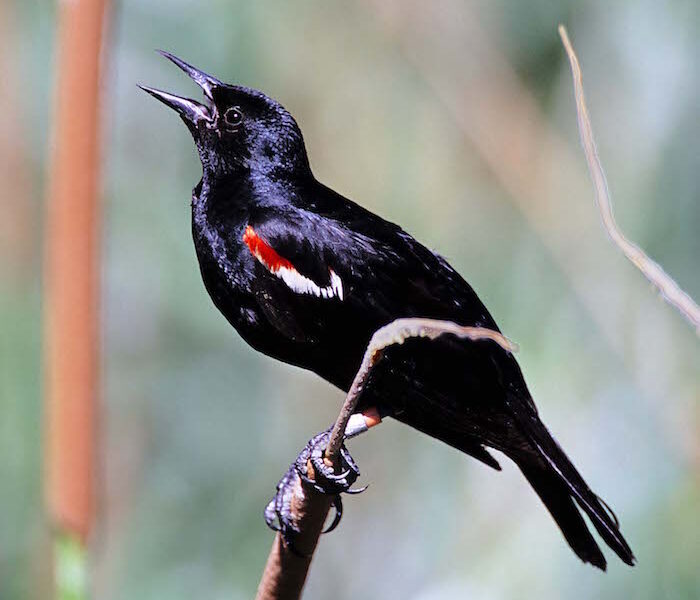 Tricolored blackbird