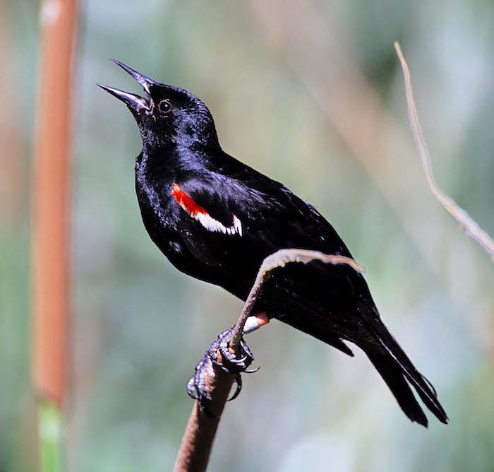 Tricolored blackbird