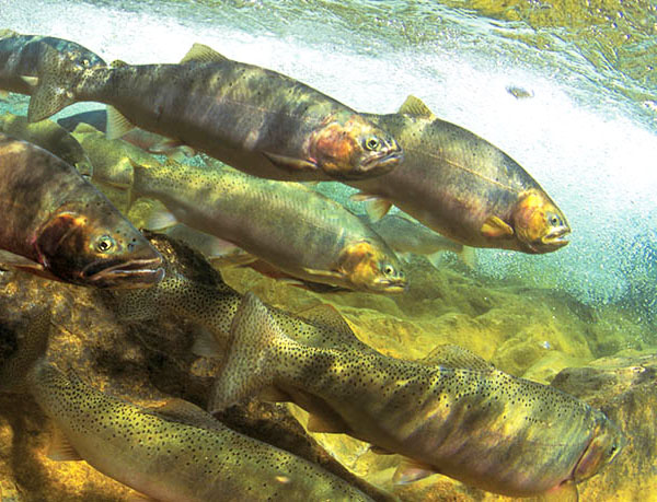 Salmon in a stream