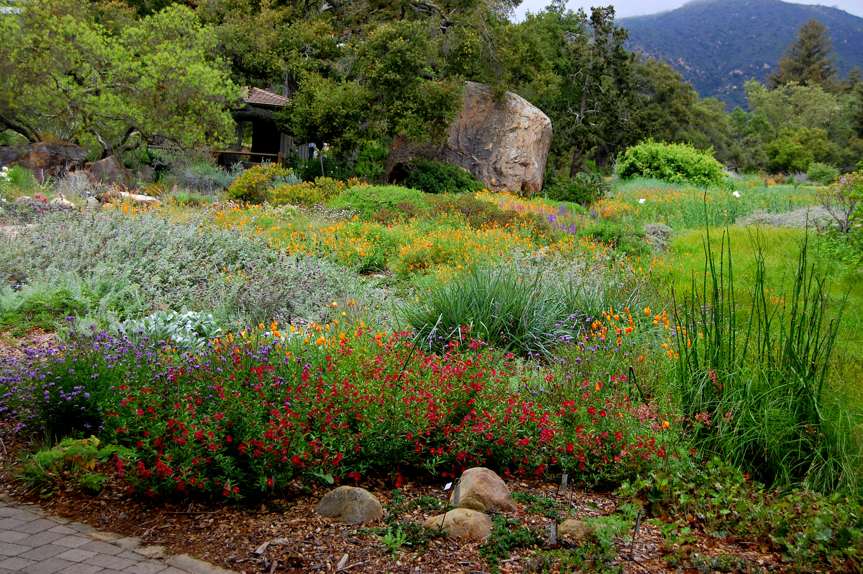 California Yard Drought Tolerant, What Is Drought Tolerant Landscaping