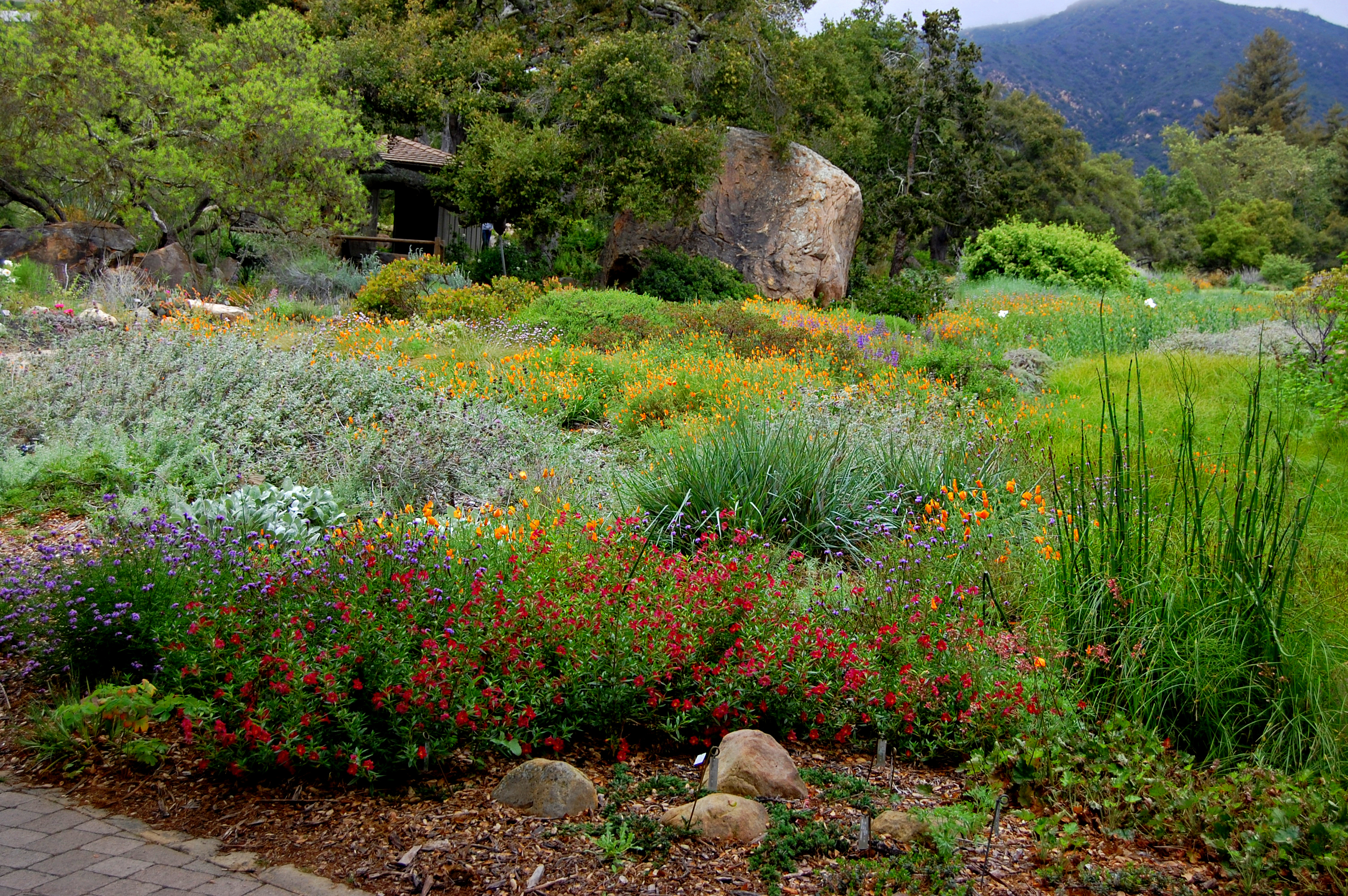 drought landscaping