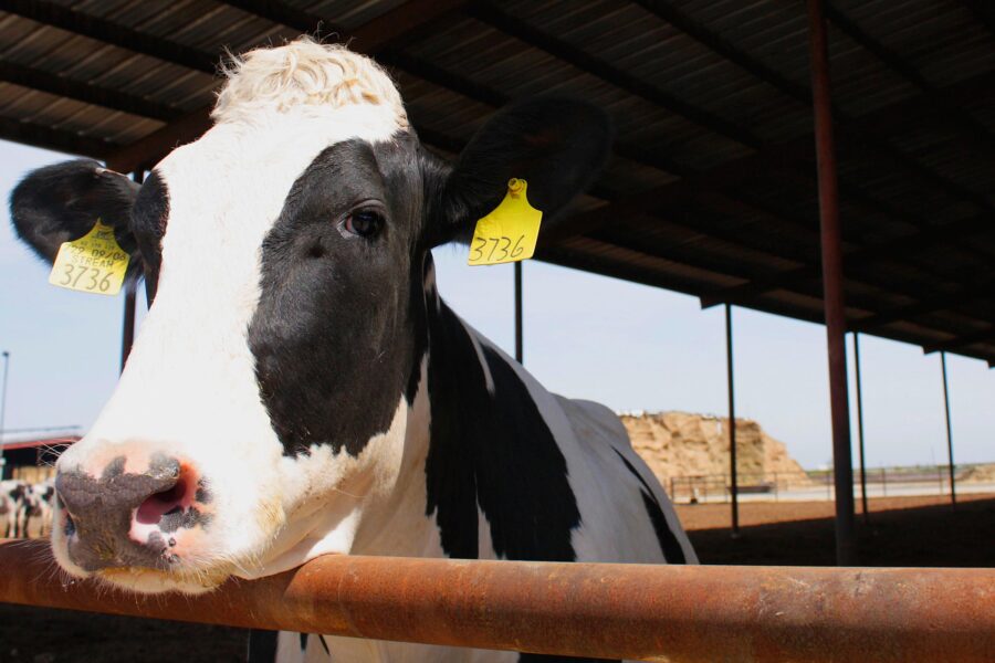 A cow at Fiscalini Dairy