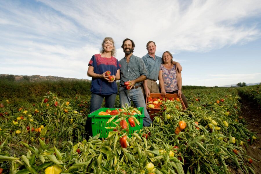 Four farmers from Full Belly Farm, with bell peppers