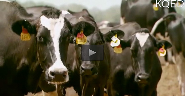 Cow Power - Sustainable Conservation