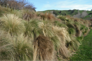 Invasive Mexican feathergrass