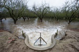 Flooding an orchard for groundwater recharge