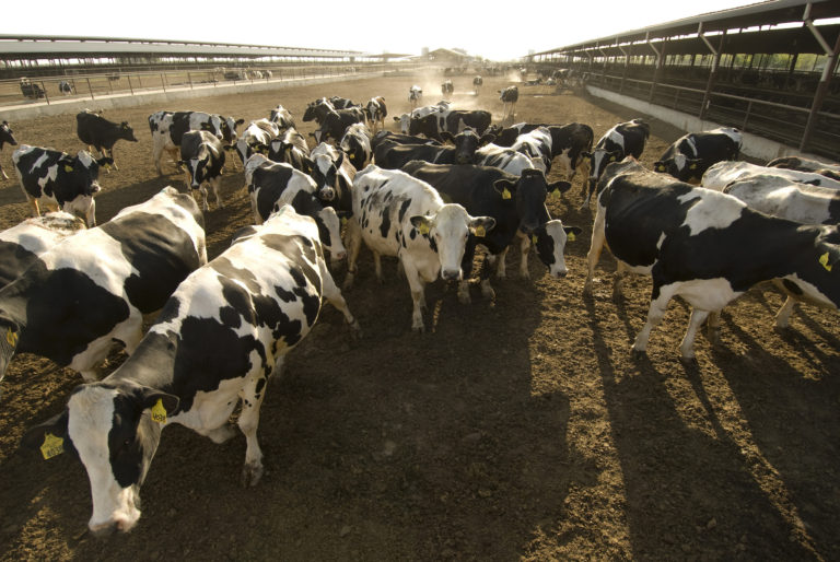 Managing Dairy Manure for Clean Water | Sustainable Conservation