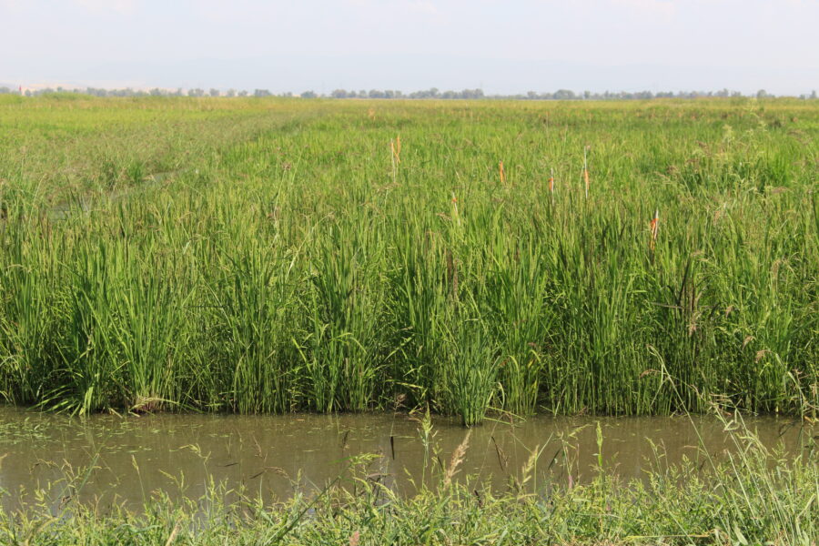 A picture of a flooded rice field on a sunny day