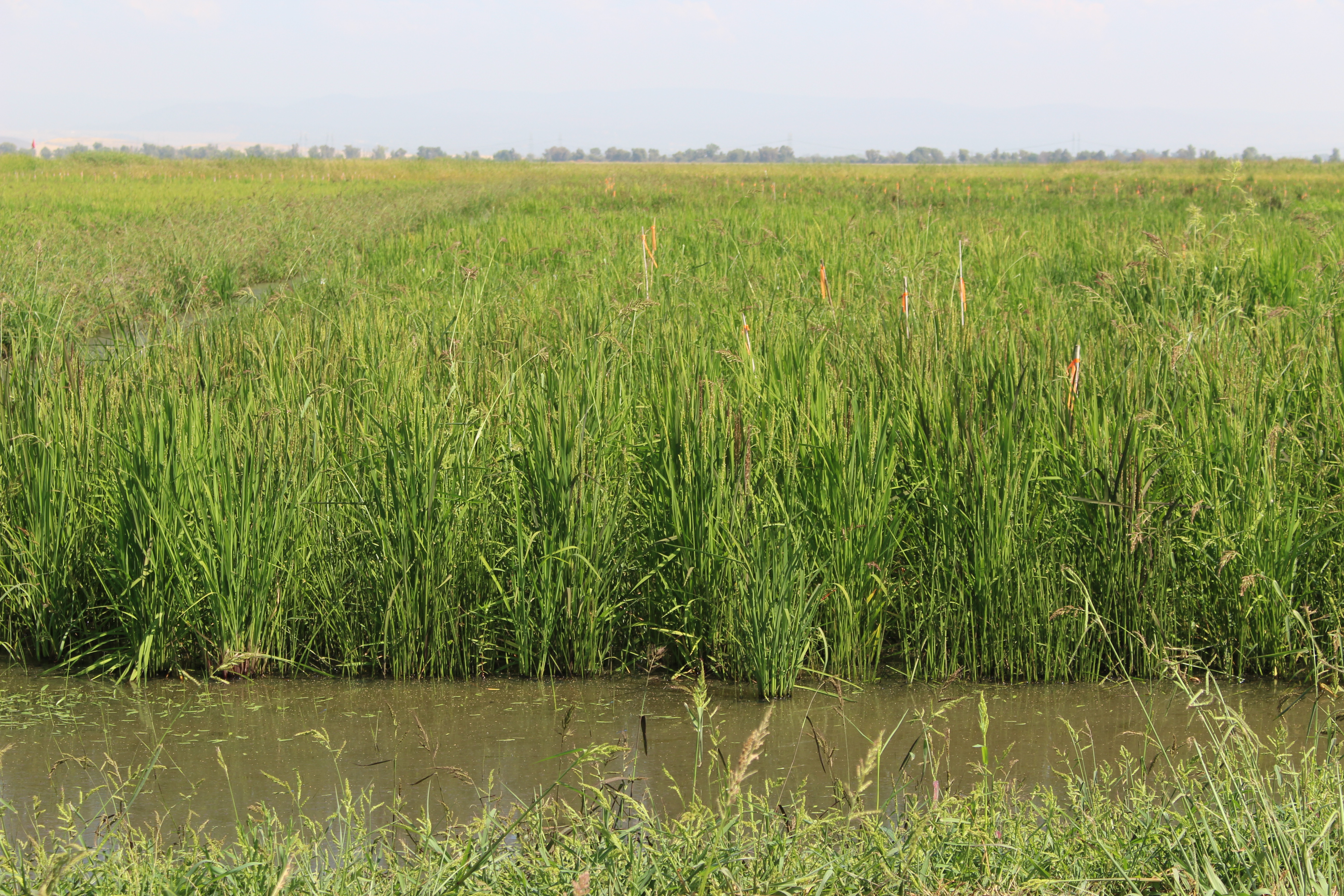 A picture of a flooded rice field on a sunny day