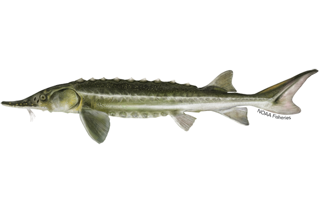 Green Sturgeon Illustration_NOAA Fisheries