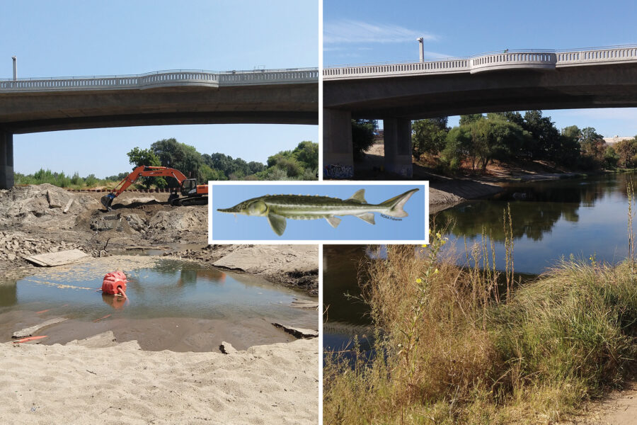 Dennett Dam Dyptich with Sturgeon