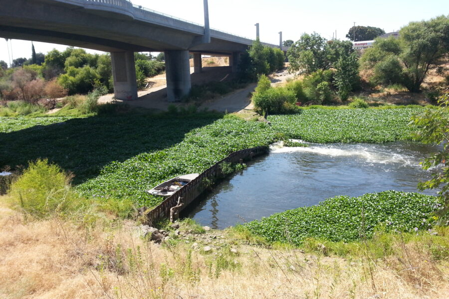 Dennet Dam & hyacinth_TRT