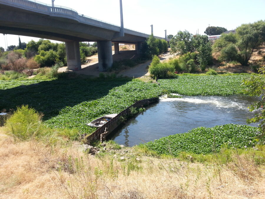 Dennet Dam & hyacinth_TRT