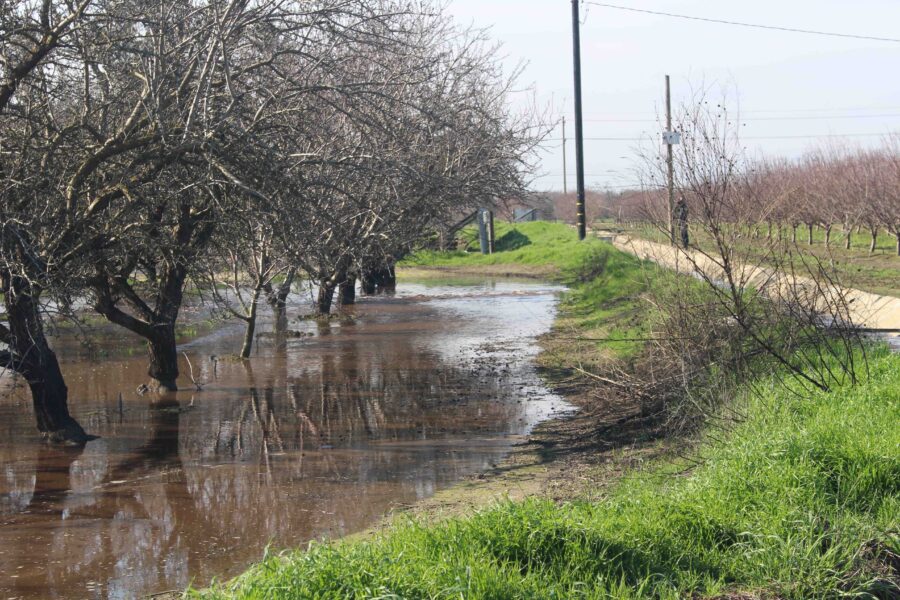 A flooded almond orchard demonstrates how groundwater recharge looks in practice - a row of almond trees to the left stand in water pouring out of a gate to the right.