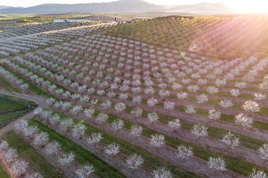 An aerial view of an almond orchard with rows of cover crops in between trees.