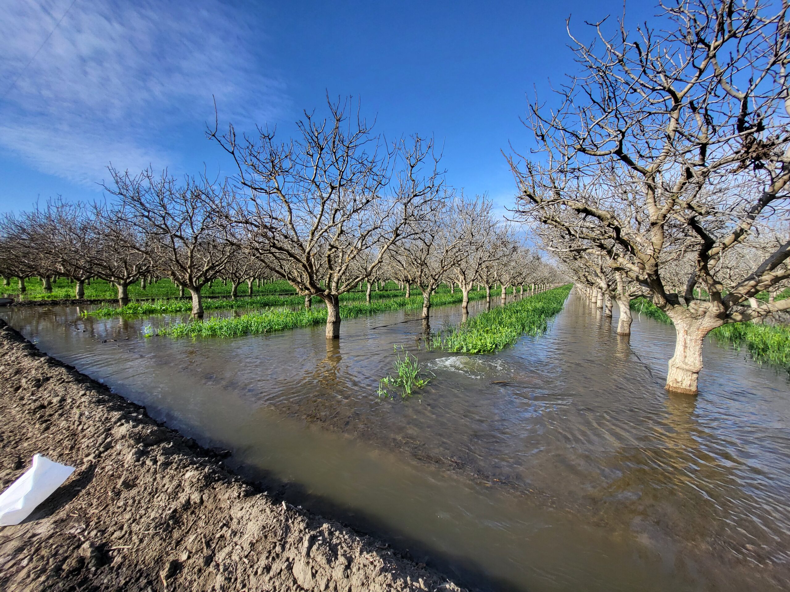 Protected: Improving Recharge Outcomes and Soil Health: Combining Cover Cropping and On-Farm Recharge in California Pistachio Orchards