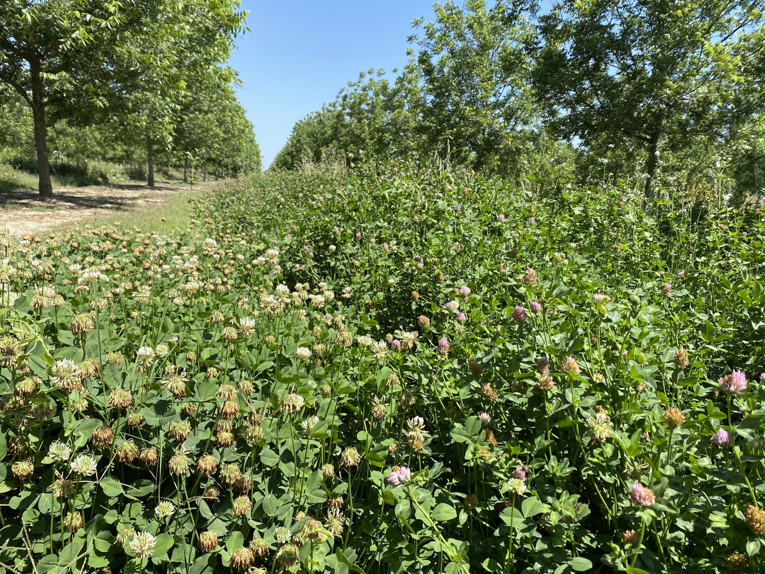 CC_clover mix