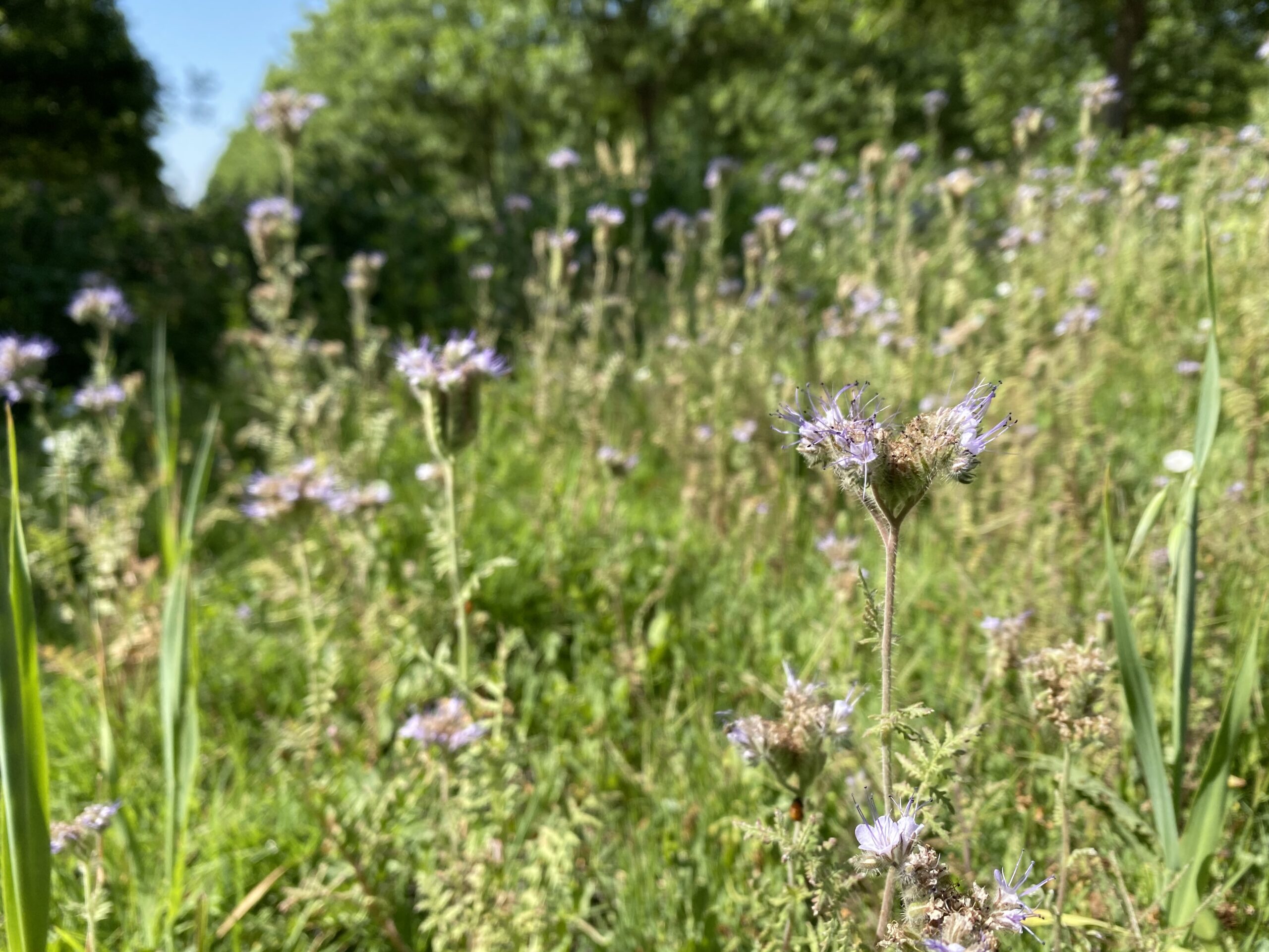 CC_phacelia