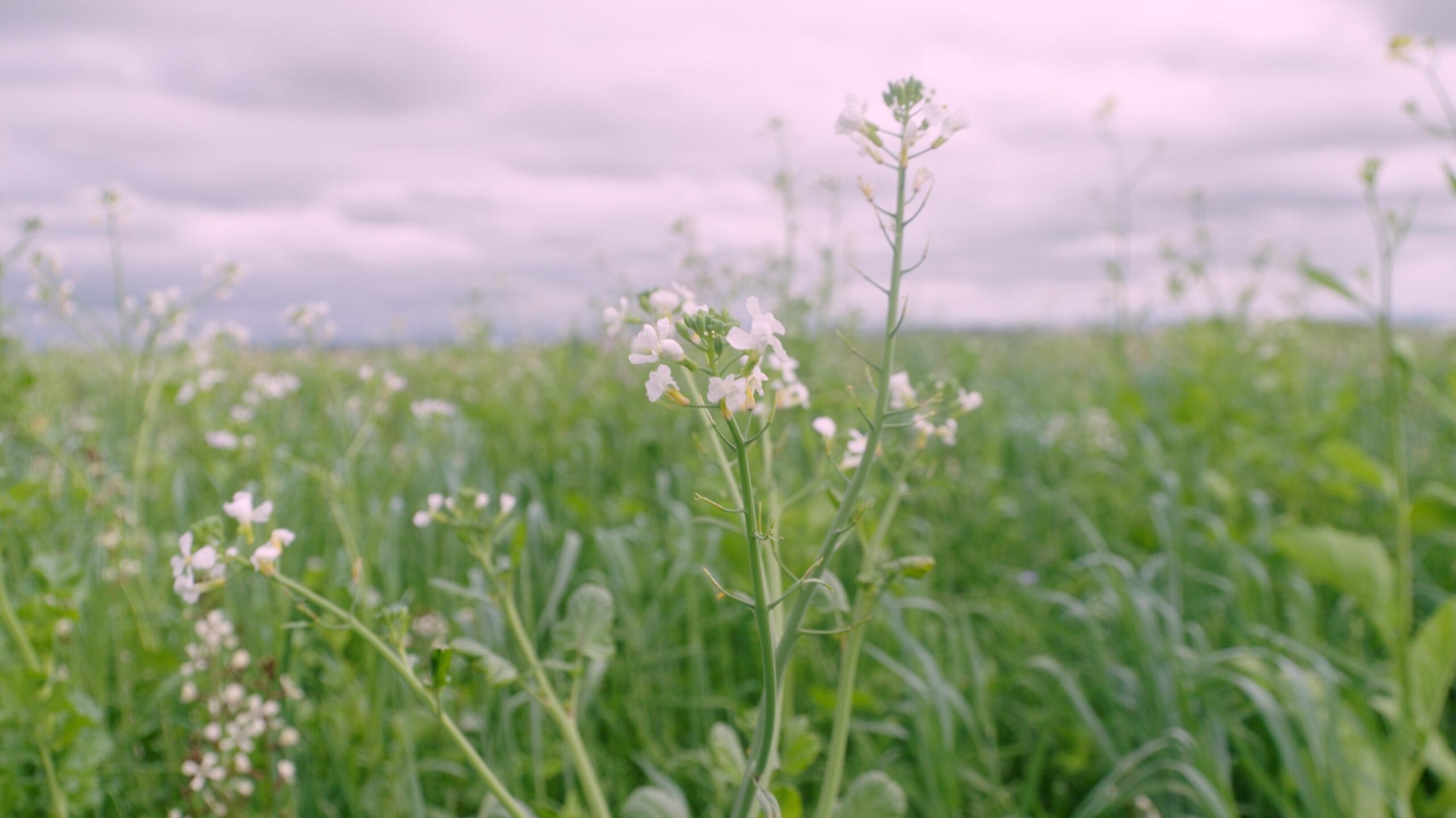 SC-Soil-Health-00024