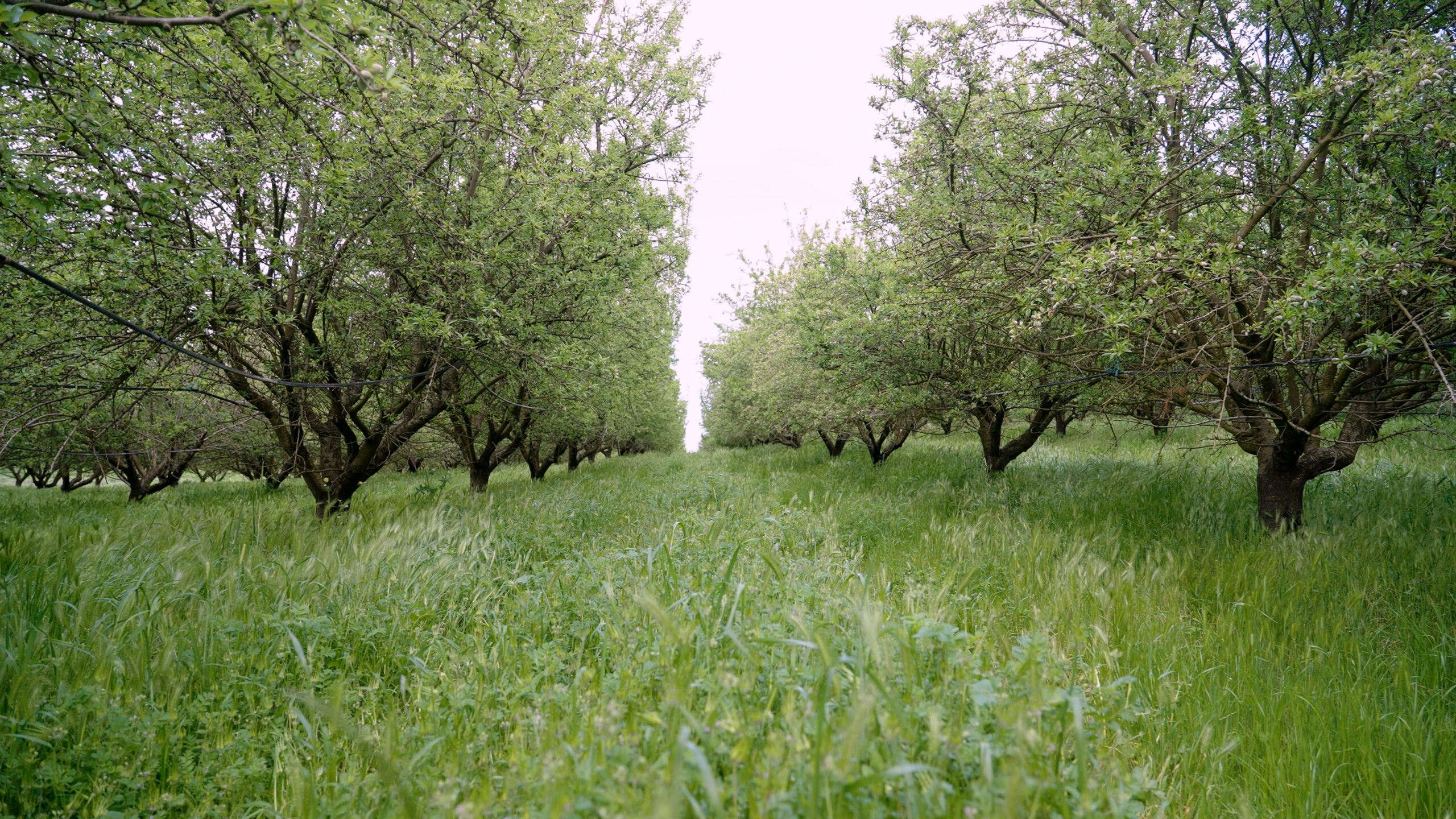 SC-Soil-Health-00049