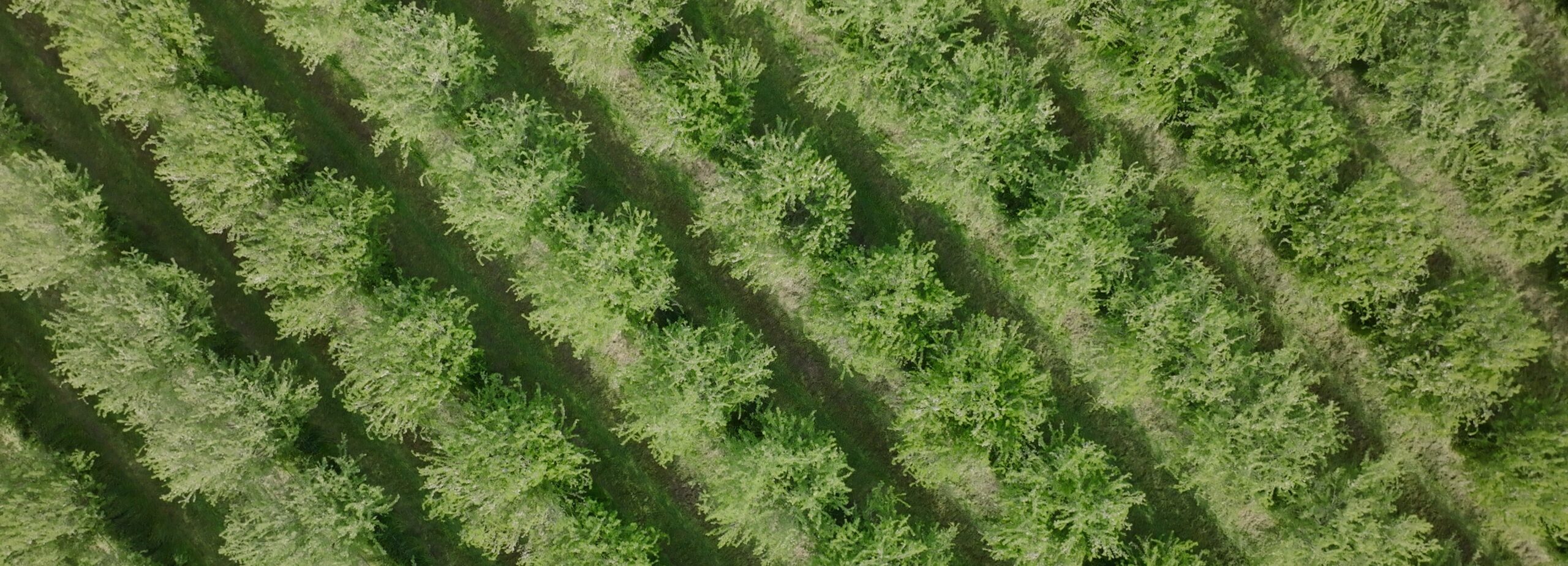 SC-Soil-Health-00079