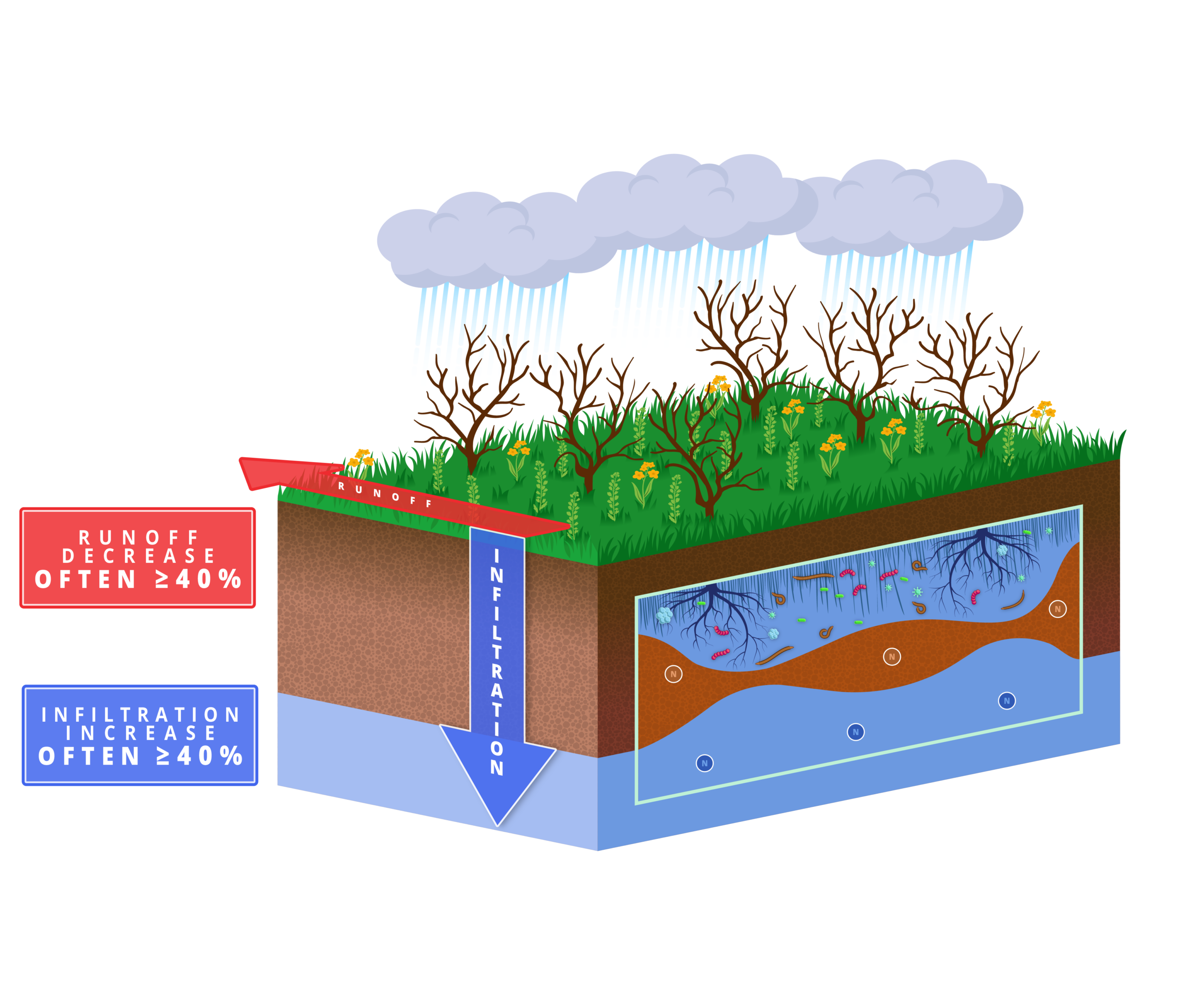 cover crop benefits annotated