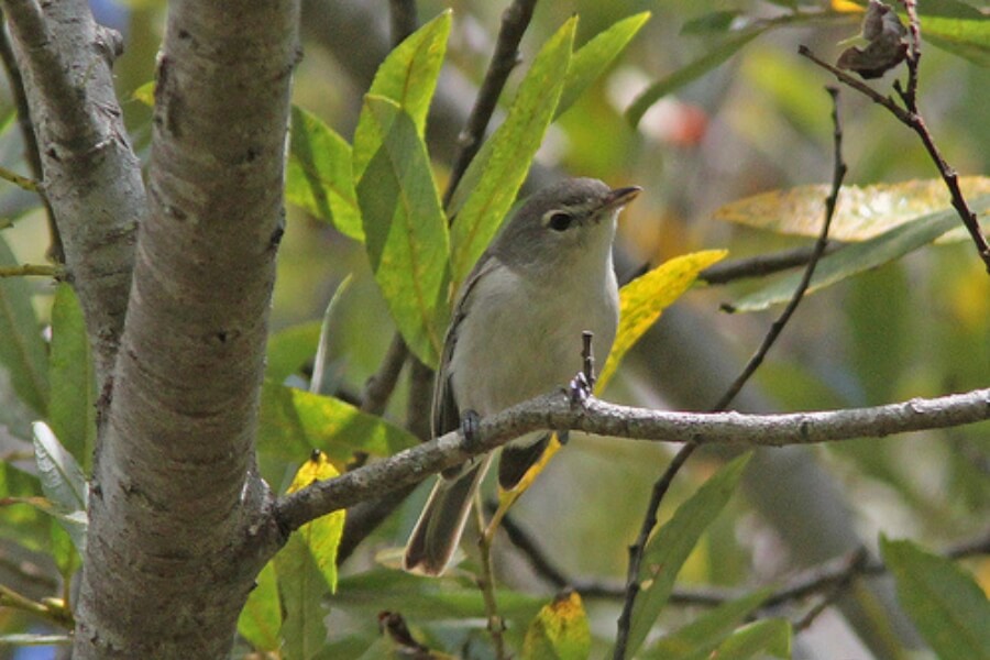 least-bells-vireo A Least Bell's Vireo perched among green foliage.
