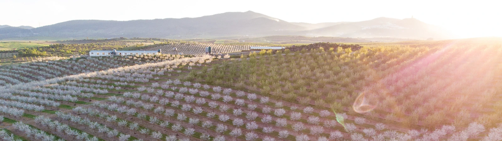 almond-orchard-with-cover-crops Farmland with rows of crops, trees, and mountains in the background.