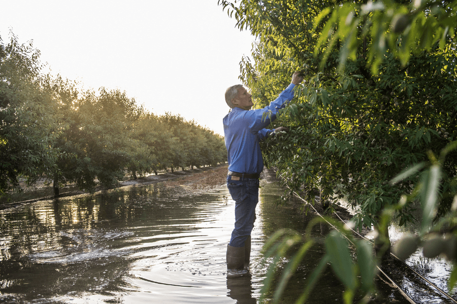 A farmer at Terranova Ranch in California's Central Valley.