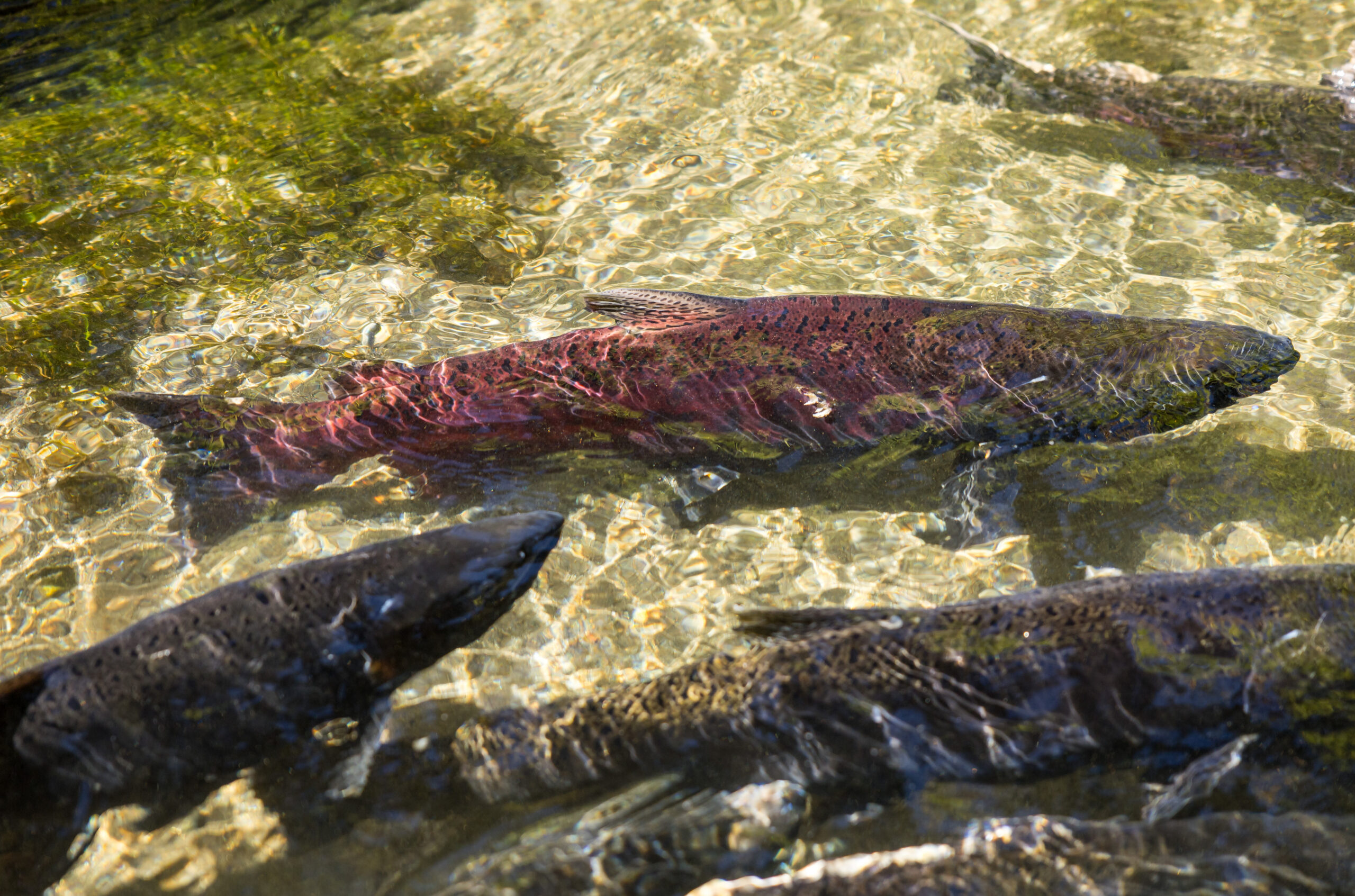 2025_10_16_XM_0580_Fall_Run_Salmon